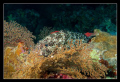   Merou loutre Greasy grouper Epinephelus Tauvina Abu Galum  